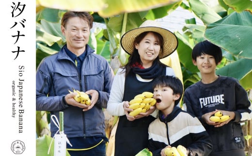 やっちろバナナ（汐バナナ）20本セット 【2025年7月下旬発送開始】