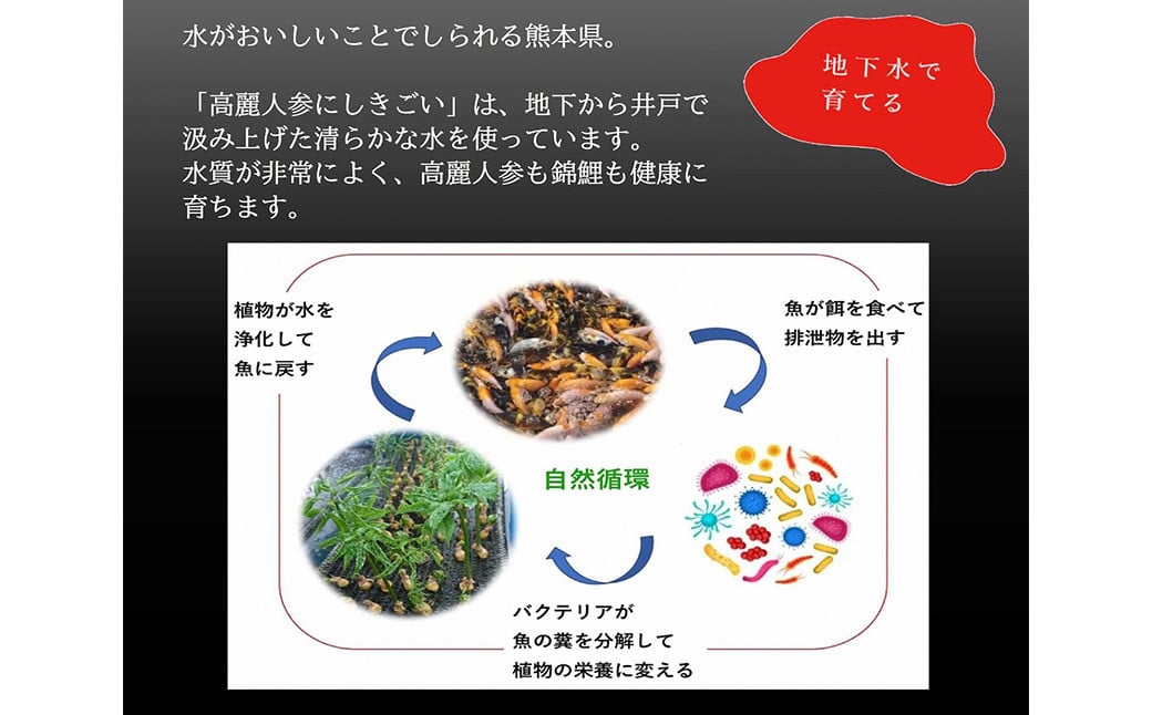 高麗人参　チップス