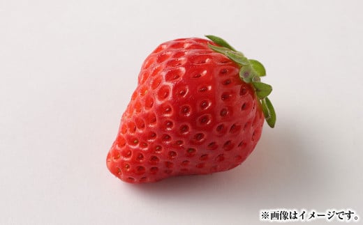 熊本県宇城市産 イチゴ 恋みのり 250g×4パック 合計約1kg 【2026年2月上旬発送開始】 いちご 苺 こいみのり 果物 くだもの フルーツ 果実 果肉 おやつ 熊本県産
