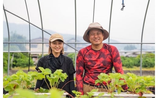 熊本県産 いちご （ゆうべに）4パック 約1000g 苺 ゆうべに【2026年1月上旬発送開始】