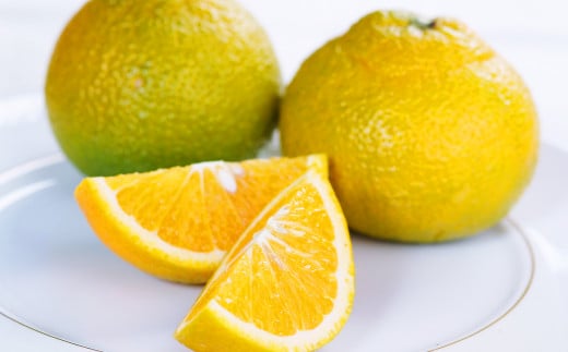 熊本県産 スイートスプリング 約4kg