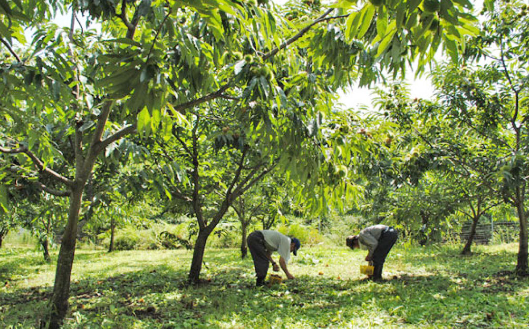 やまえ栗衛門 栗まんじゅうセット（栗まんじゅう びっ栗だんご）計18個 和菓子 お菓子おやつ 饅頭 まんじゅう 栗