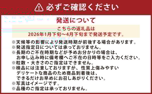『まるでお姫様のような高級大粒いちご』 大粒いちご 250g×2パック 約500g 1箱 （ゆうべにまたは恋みのり） 熊本県産 【2026年1月下旬発送開始】 フルーツ くだもの 果物 イチゴ 苺 いちご ゆうべに 恋みのり おやつ 国産