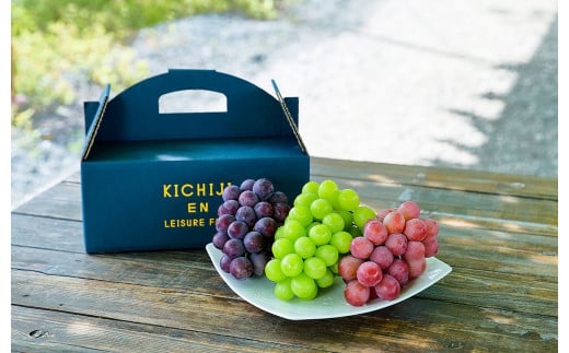 大粒種なしぶどう3色セット 3種 合計 約1.4kg (3房) ブドウ 葡萄 果物 くだもの フルーツ 【2026年9月上旬発送開始】