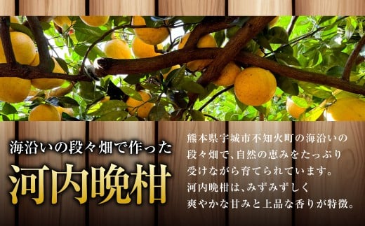 熊本県宇城市不知火町の海沿いの段々畑で作った「河内晩柑」約10kg（26-33玉） 晩柑 ばんかん 柑橘 くだもの 果物 フルーツ 【2026年4月下旬発送開始】