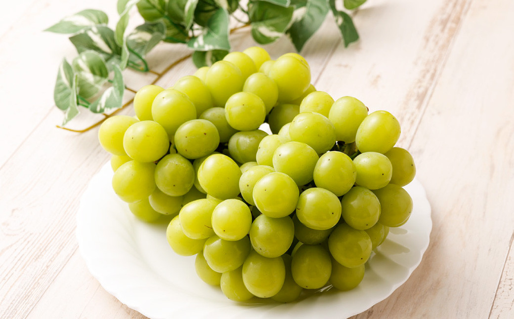 【2024年8月上旬発送開始】糖度18度以上を厳選してお届け！ 熊本県産 シャインマスカット 2房 約1.7kg以上 マスカット フルーツ 果物 くだもの