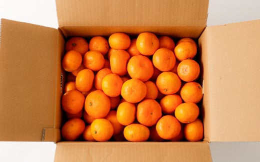 【2024年1月上旬発送開始】熊本県産みかん BUSAIKU MIKAN 7kg