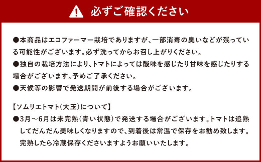 【 食べ比べ 】ソムリエ トマト 1.3kg と ソムリエ ミニトマト ダイヤ 1kg の セット 合計2.3kg 2種 とまと 野菜 やさい 熊本県産 国産 【2026年2月上旬発送開始】