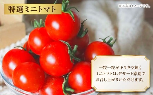 Vegettimoトマトセット 大玉トマト1kg＋特選ミニトマト2kg（熊本県産） 【2026年1月下旬発送開始】 甘い 野菜 爽やか 濃厚 真っ赤 フルーツトマト とまと 国産 常温