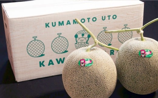 肥後グリーンメロン 1玉【2026年5月下旬発送開始】 メロン フルーツ くだもの 果物 熊本県産 国産