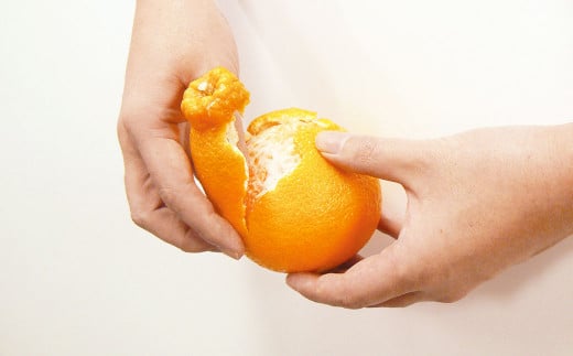 熊本県産 不知火おでこ 約5kg 蜜柑 みかん 柑橘 フルーツ 果物 くだもの 【2026年2月上旬発送開始】