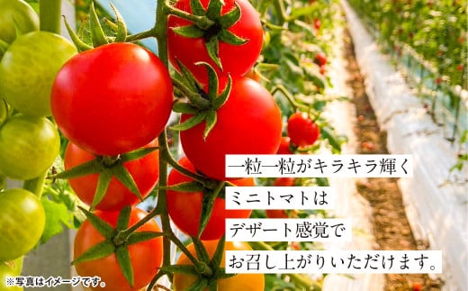【5か月連続定期便】『まるでフルーツのような特選ミニトマト』 約3kg×5回 合計約15kg 特別な定期便 熊本県産 【2026年1月上旬発送開始】 野菜 やさい トマト とまと ミニトマト