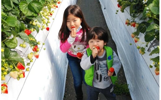 絢音ベリー農園 紅ほっぺ いちご 1kg （250g× 4P）先行予約【2025年12月上旬発送開始】 熊本県 高級 フルーツ ギフト 厳選 希少