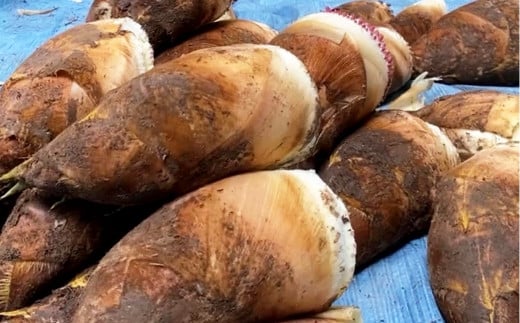 熊本県産 朝掘り 筍 約4kg 【2026年4月上旬発送開始】 たけのこ タケノコ 野菜