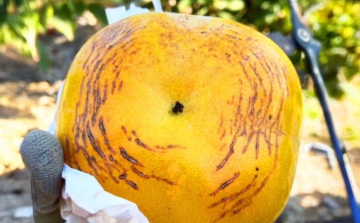 熊本県産 プレミアム 太秋柿 約2.5kg 【2026年10月上旬発送開始】 フルーツ くだもの 果物 柿 かき カキ たしゅうかき