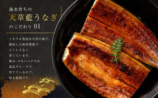 海水育ちの天草藍うなぎ 紅白3～4尾セット 合計約600g タレ付き うなぎ 鰻 ウナギ 蒲焼き かば焼き うなぎの蒲焼 魚 お魚