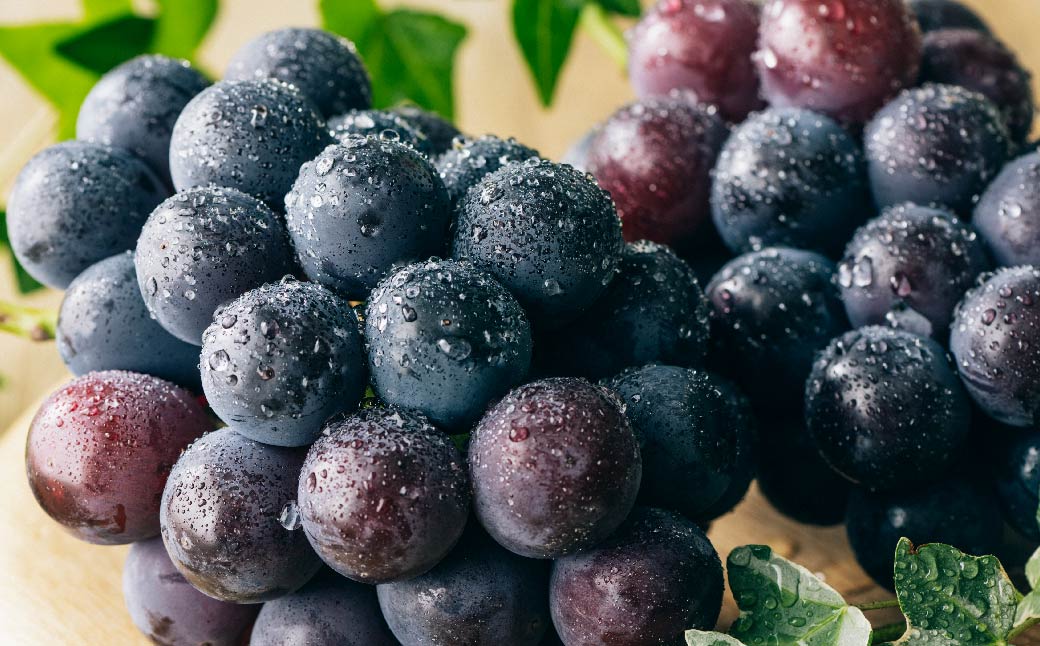 【年3回定期便】【2024年7月上旬発送開始】 くまもと 夏秋 フルーツ 定期便 ( 巨峰 ・ 梨 ・ 柿 )  ナシ かき 葡萄 ぶどう くだもの 果物