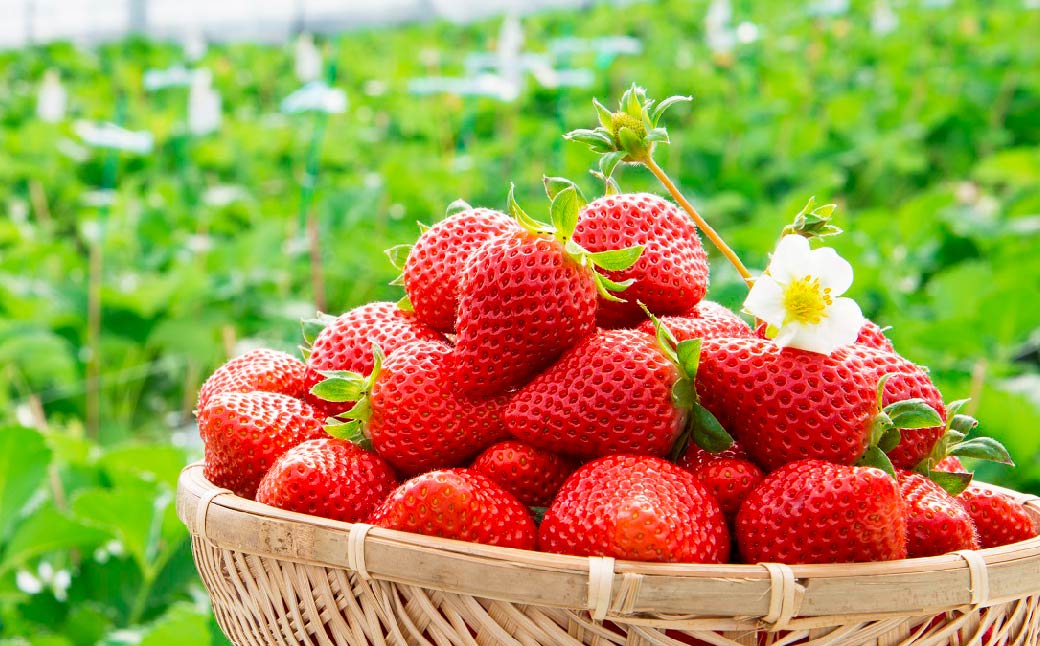 ゆうべに ( いちご ) 250g × 4パック 合計 1kg【2025年2月上旬発送開始】