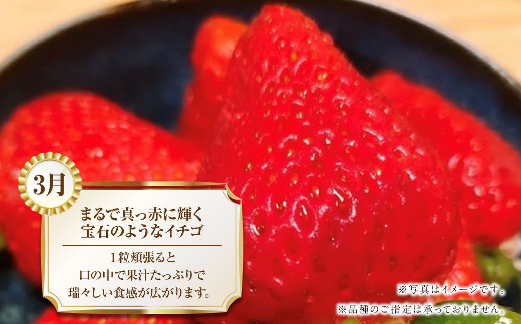 【年4回定期便】熊本の魅力たっぷり、特別な定期便 熊本県産 ミニトマト 約3kg イチゴ 250g×2パック 約500ｇ 大玉トマト 約3.5㎏ メロン 2玉【2026年2月上旬発送開始】4種 フルーツ くだもの 果物 やさい 野菜