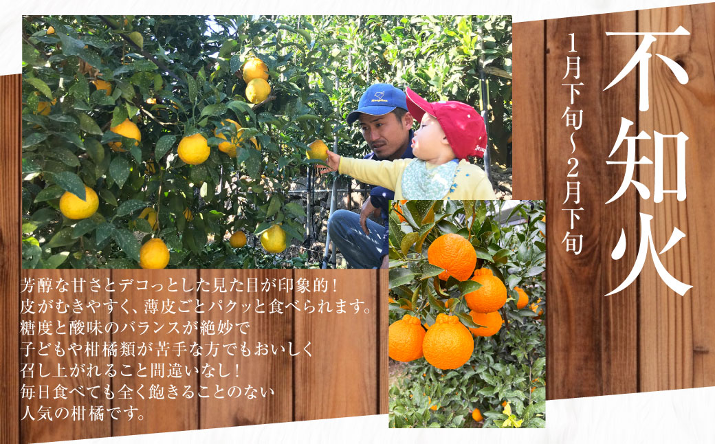 【年3回定期便】熊本の果樹園より産地直送！くまもとのイチオシフルーツ定期便 不知火 梨 みかん 果物 くだもの フルーツ 柑橘 果実 蜜柑 なし 熊本県産 国産