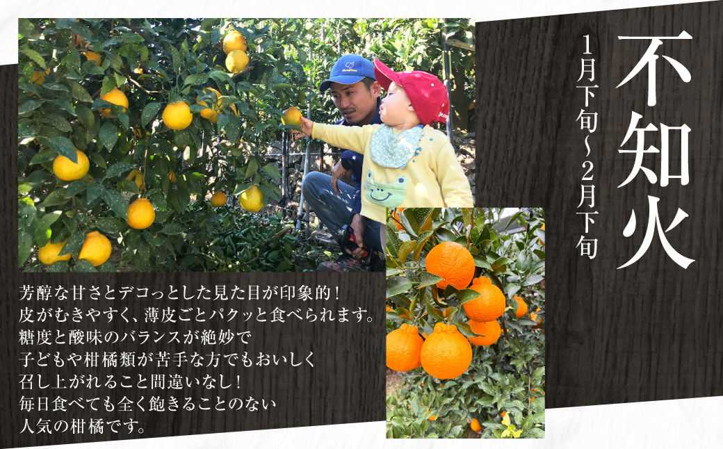 【年4回定期便】熊本の果樹園より産地直送！くまもとのイチオシフルーツ定期便 不知火 いちじく シャインマスカット みかん くだもの 果物 フルーツ しらぬい 柑橘 蜜柑 葡萄 ぶどう イチジク 熊本県産 国産