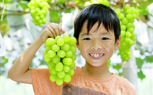 シャインマスカット2房 合計約1.2kg ぶどう ブドウ 葡萄 果物 くだもの フルーツ 【2026年8月下旬発送開始】