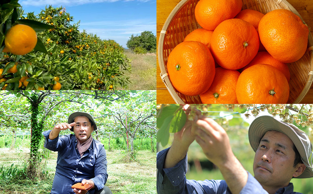 【2024年11月下旬発送開始】にしだ果樹園の熊本県産月読み蜜柑 約1.5kg