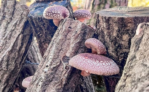 原木乾燥しいたけ 大袋セット 360g（120g×3袋） 乾燥椎茸 椎茸 しいたけ きのこ 野菜 セット 熊本県 常温