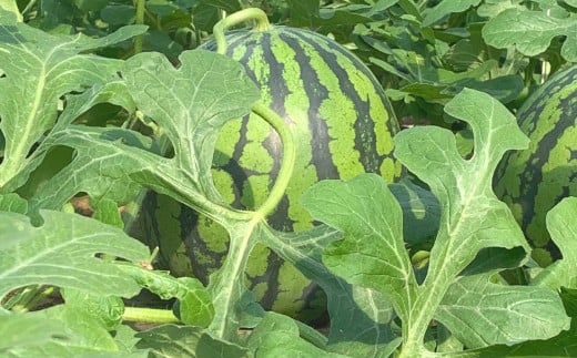 熊本県産 すいか 春のだんらん 6kg以上 スイカ 西瓜 果物 くだもの フルーツ おすすめ ギフト 贈り物 【2026年3月下旬発送開始】