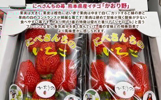にべさんちの苺 熊本県産イチゴかおり野 約520g【2025年12月上旬発送開始】 苺 いちご フルーツ 果物 熊本