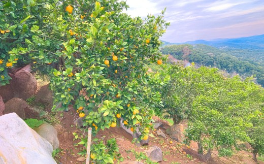 【2026年3月上旬発送開始】熊本県宇城市不知火町の海沿いの段々畑で作った「オレンジ（のむちゃん1号） 」約3kg（12-18玉） フルーツ 果物 みかん 九州 熊本産 蜜柑