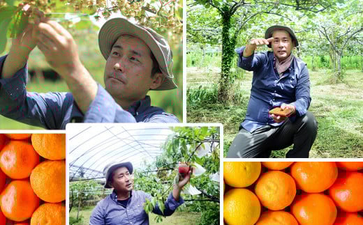 にしだ果樹園の熊本県産月読み果実3色詰め合わせ（3品種）【2025年11月上旬発送開始】みかん 柚子 ゆず レモン フルーツ 果物 熊本