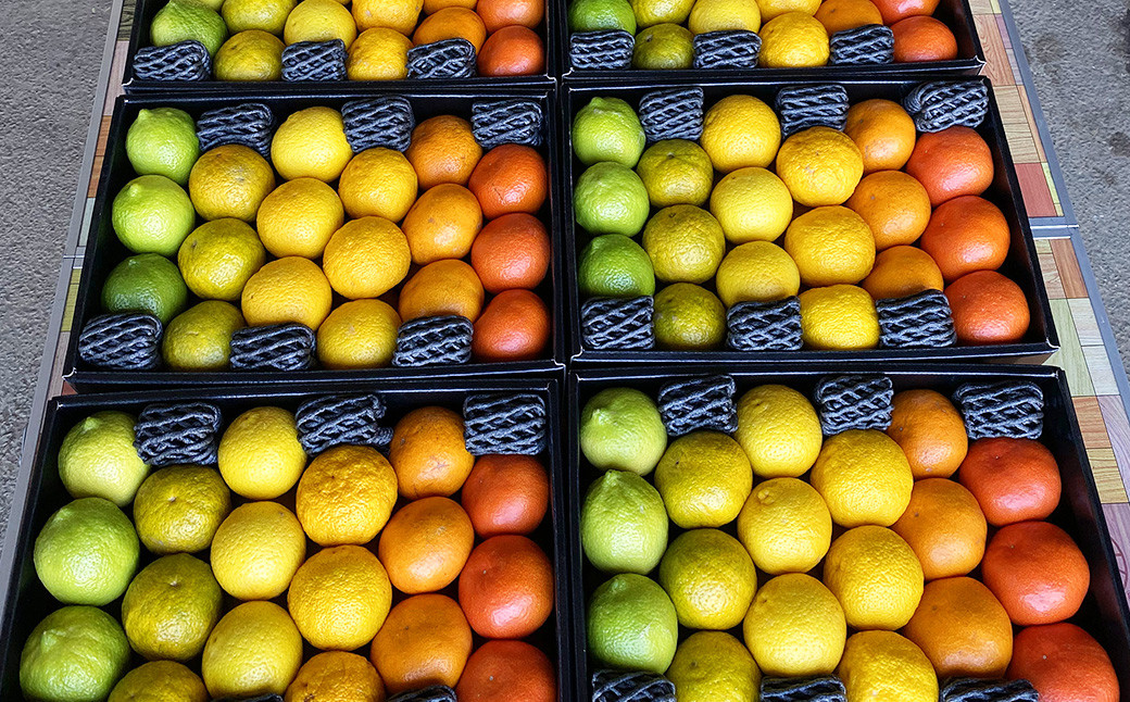 【2024年12月上旬発送開始】にしだ果樹園の熊本県産月読み果実グラデーションボックス(6品種)