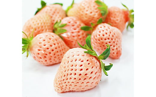 熊本県産 高級 白苺淡雪 ( 白いちご ) 約500g 苺 いちご イチゴ 【2026年2月下旬発送開始】