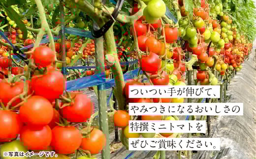 【5か月連続定期便】『まるでフルーツのような特選ミニトマト』 約3kg×5回 合計約15kg 特別な定期便 熊本県産 【2026年1月上旬発送開始】 野菜 やさい トマト とまと ミニトマト