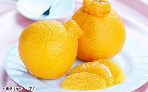 熊本県産 ハウスデコポン 約2kg（7～9個） 柑橘 みかん 蜜柑 デコポン【2025年12月下旬発送開始】