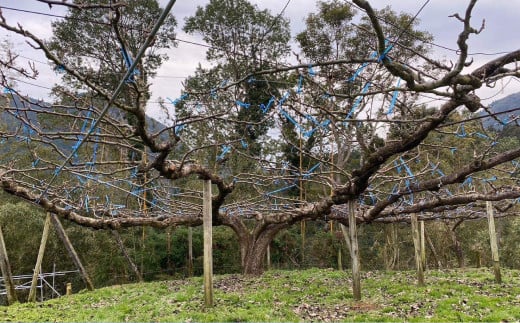 里山の恵み梨 約2.5kg 【2025年8月下旬発送開始】 なし ナシ 梨 フルーツ くだもの 果物 熊本