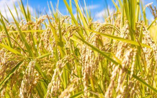 おこめのおやつ ＆ おこめの離乳食のセット 計10袋 おこめ 米 コメ お米 おかし おやつ お菓子 お砂糖不使用 無添加 国産 熊本県産 離乳食 無添加フード グルテンフリー ポン菓子