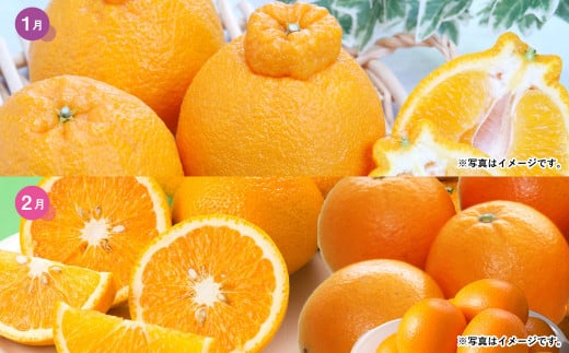 【2025年1月～4月より3か月連続発送】熊本便り！旬の柑橘堪能定期便