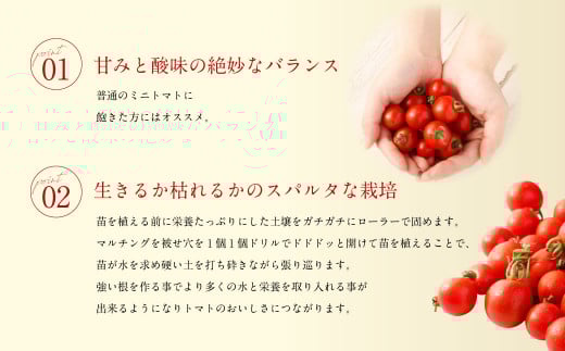 【年3回定期便/2026年1月発送開始】 ソムリエ ミニトマト プラチナ 3kg×3回 合計9kg とまと トマト 野菜 やさい 熊本県産 国産