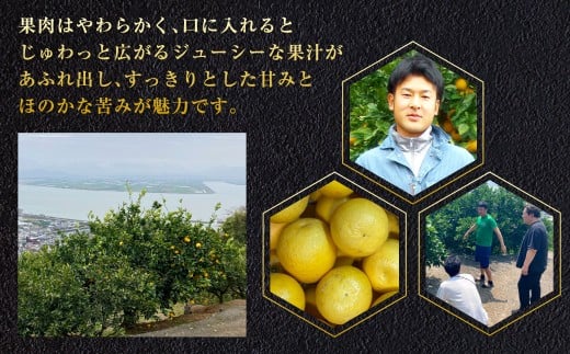 熊本県宇城市不知火町の海沿いの段々畑で作った「河内晩柑」約3kg（約8-9玉） 晩柑 ばんかん 柑橘 くだもの 果物 フルーツ 【2026年4月下旬発送開始】