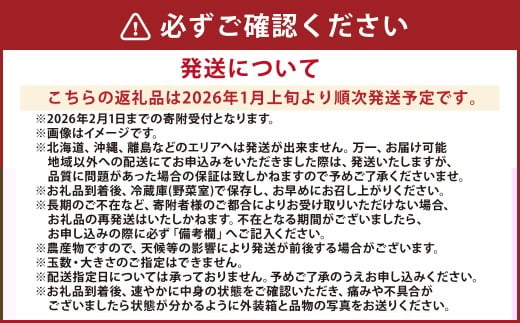 熊本県産 いちご （恋みのり）2パック 約500g 苺 恋みのり こいみのり【2026年1月上旬発送開始】