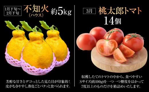 【年6回定期便】くまもとぐるっと名産品満喫定期便① 不知火 桃太郎トマト 馬刺し（上赤身・パストラミ・フタエゴベーコン） くまもとあか牛 サーロイン 梨 クルマエビ 特産品 名産品 しらぬい くだもの 果物 フルーツ 野菜 やさい とまと 牛肉 肉 お肉 赤牛 馬肉 なし 車エビ くるまえび 魚介 熊本県産 国産