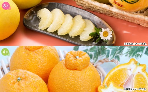 【2026年1月より6か月連続発送】熊本便り！旬の柑橘堪能定期便