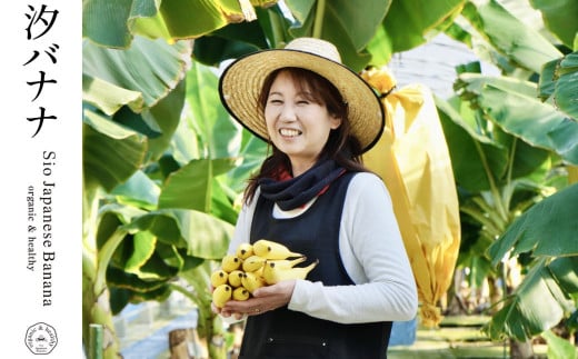 やっちろバナナ（汐バナナ）10本セット 【2025年7月下旬発送開始】