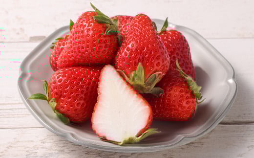 【年3回定期便】朝摘み当日発送！熊本県産いちご（ゆうべに）約1500g（約500g×3回）【2026年1月上旬発送開始】