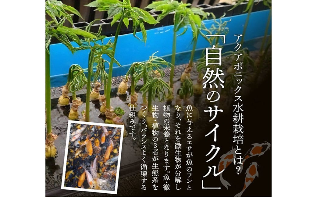 高麗人参　チップス