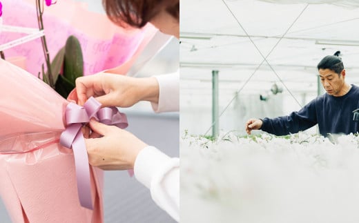 【年4回定期便】ミディ 胡蝶蘭 3本立ち 花 お花 植物 蘭 洋蘭 ラン インテリア アレンジ アレンジメント 鑑賞 観賞用 贈答用