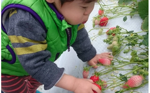 絢音ベリー農園 紅ほっぺ いちご 1kg （250g× 4P）先行予約【2025年12月上旬発送開始】 熊本県 高級 フルーツ ギフト 厳選 希少