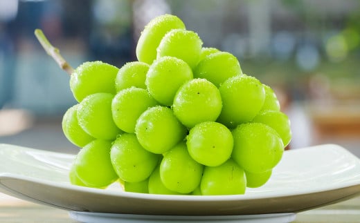 シャインマスカット1房 約600g 果物 くだもの フルーツ 熊本県産【2026年8月下旬発送開始】